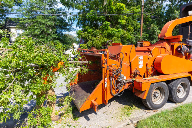 Best Tree Pruning Services  in Mason, TX